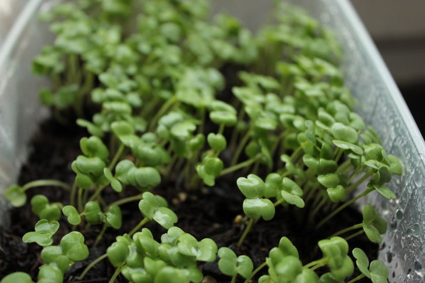 Aclareo de plantas: cuándo y cómo entresacar plántulas