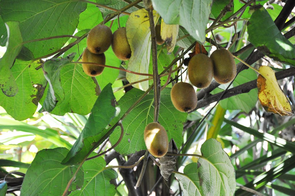 Fruto de Actinidia deliciosa en la planta