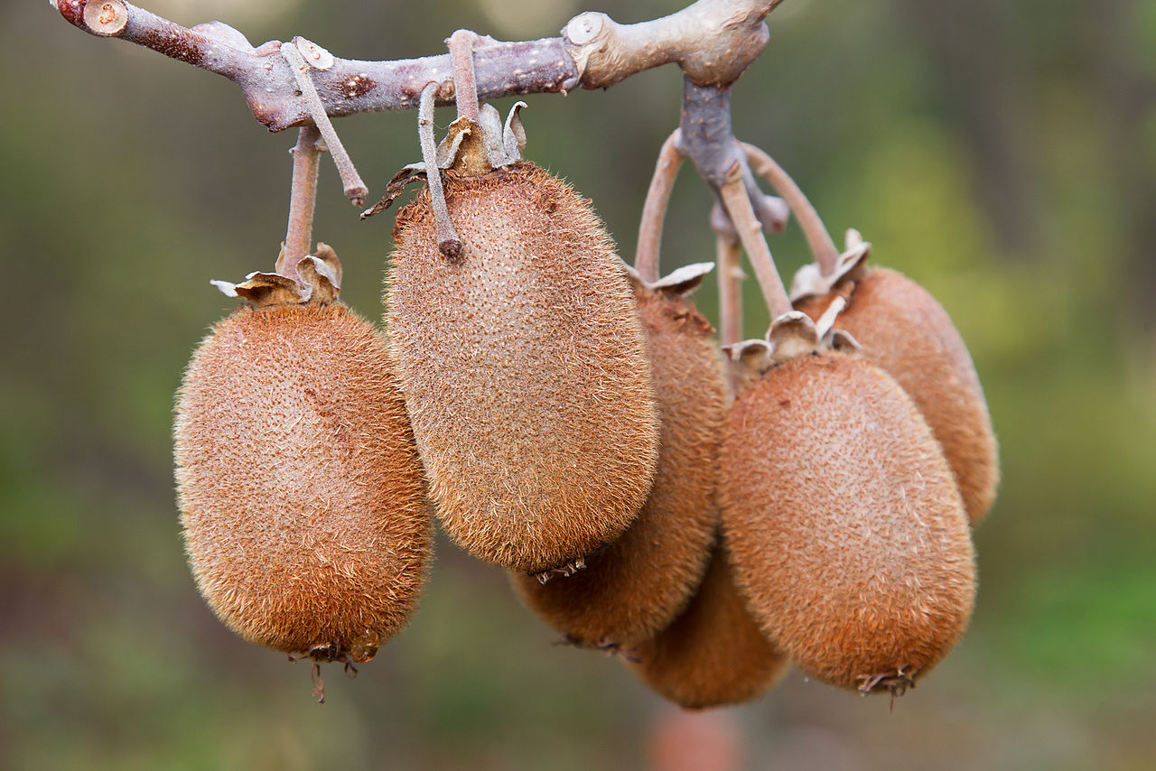 Actinidia: cultivo del kiwi, especies, poda y cosecha