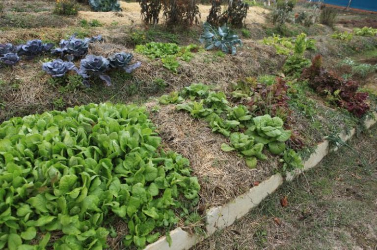 Hortalizas y verduras recolectadas en el huerto