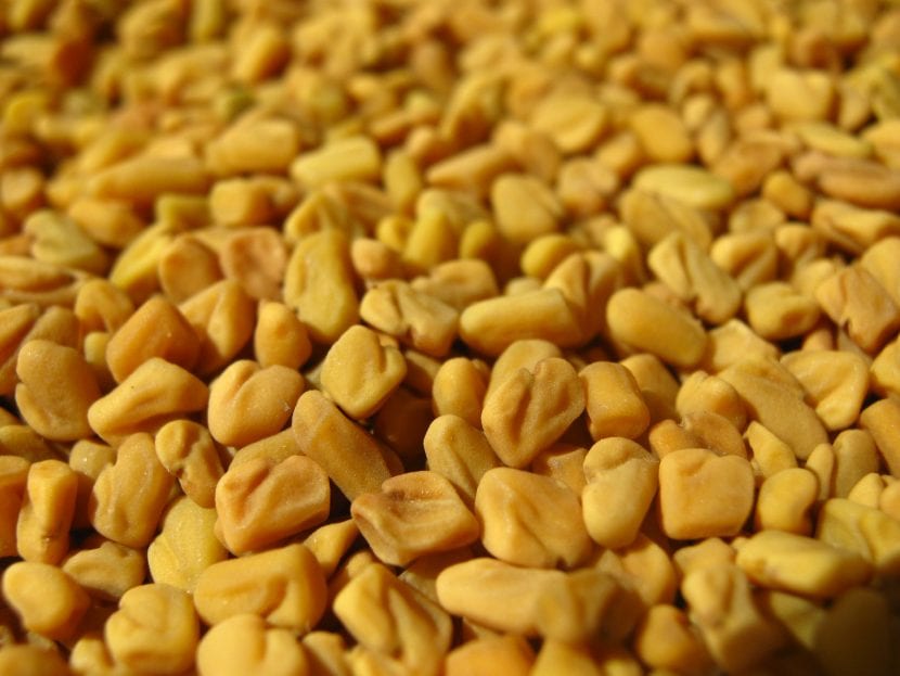 Semillas secas de alholva