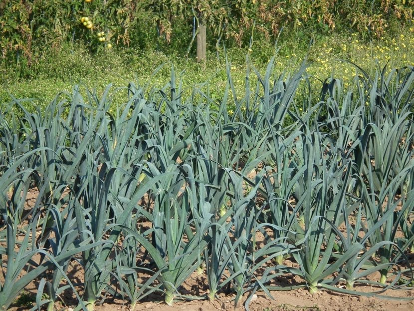 Allium ampeloprasum en el huerto
