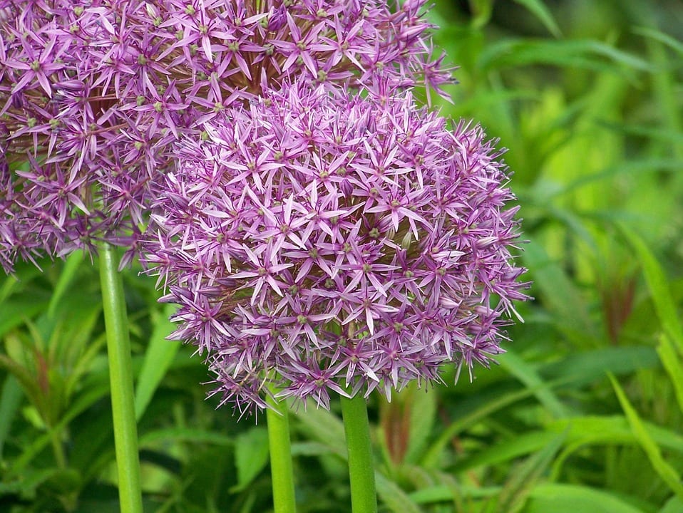 Allium ampeloprasum: puerro, ajo elefante y cebolla perla