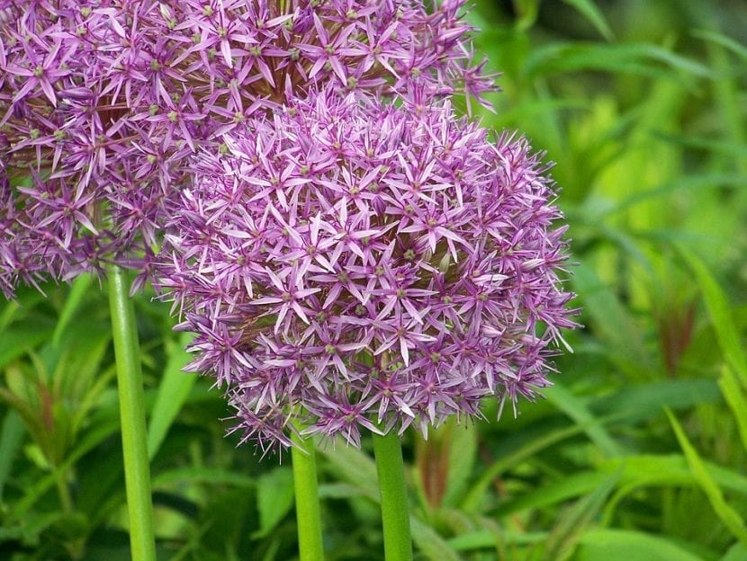 Flor esférica de Allium ampeloprasum