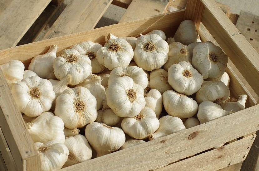 Caja de madera llena de bulbos de ajo blanco