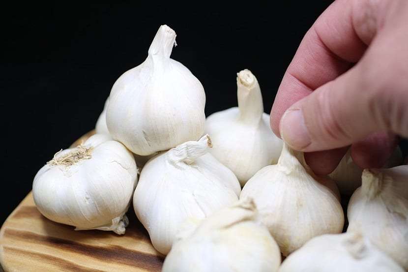 Allium neapolitanum o ajo blanco: cultivo, usos y plagas