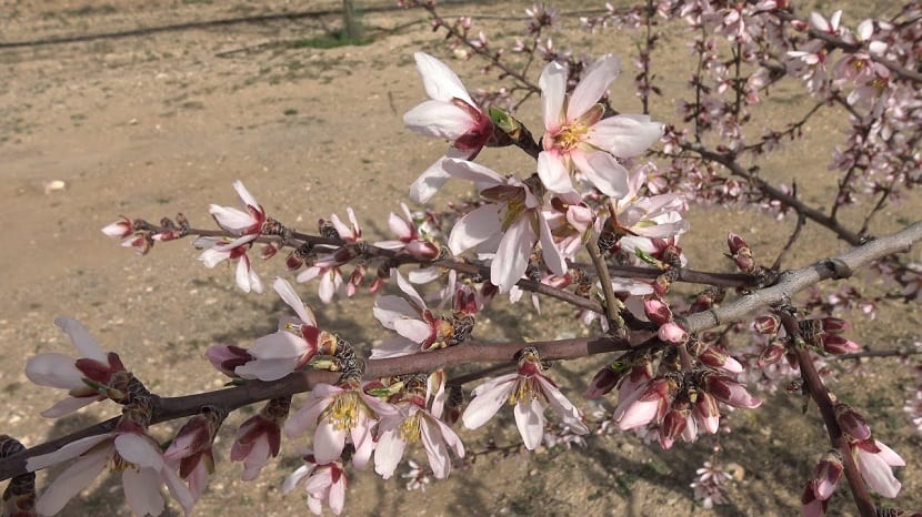 Floración temprana del almendro en febrero