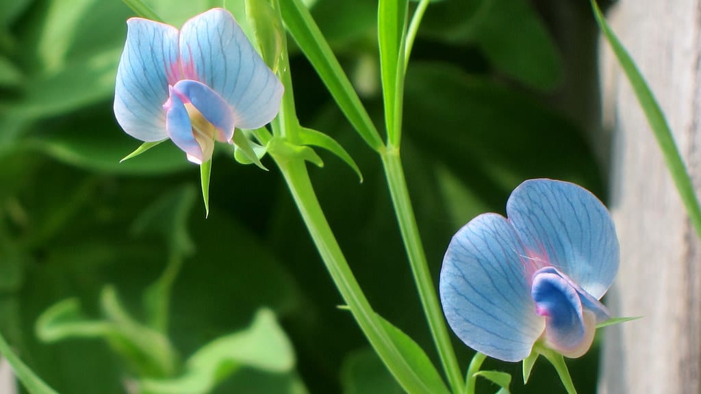 Flor de almorta (Lathyrus sativus)