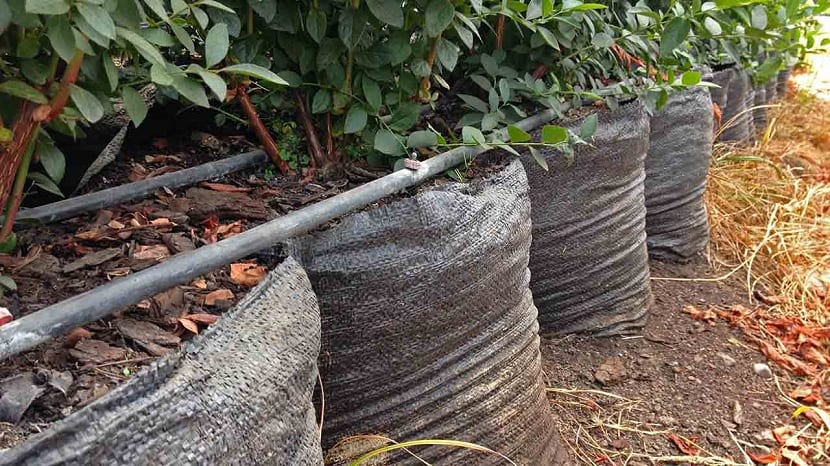 Acolchado de corteza en una línea de arándanos