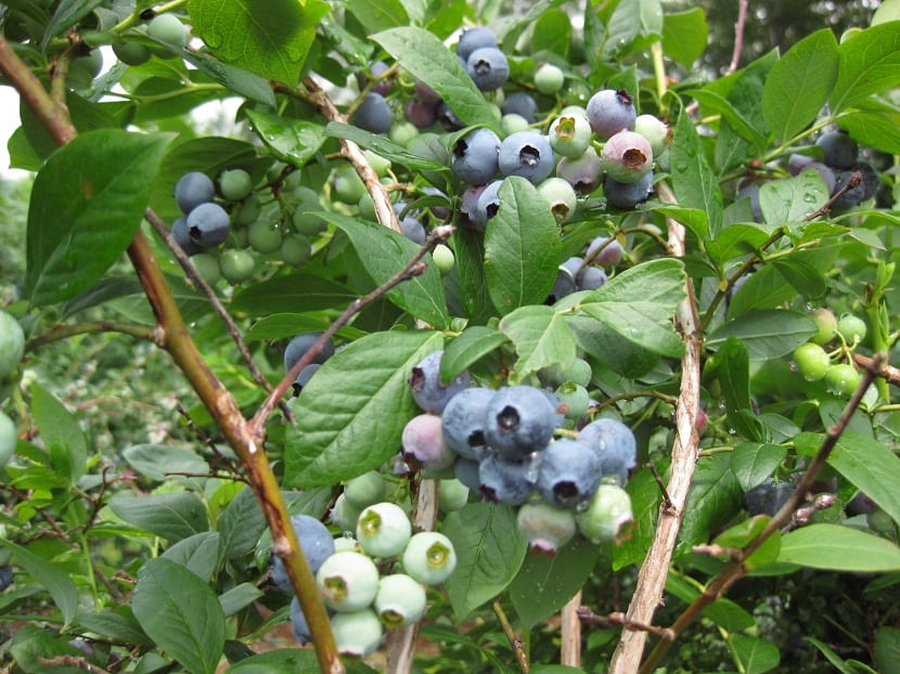 Plantación de arándanos en producción