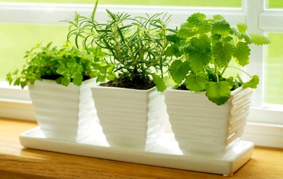 Aromáticas en octubre: qué plantar, esquejar y sembrar