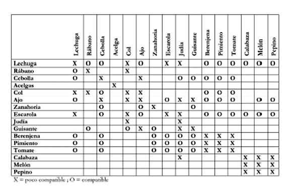 Esquema de asociaciones de cultivo entre hortalizas