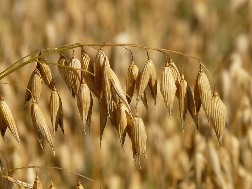 Cultivo de la avena: siembra, suelo, abonado y cosecha