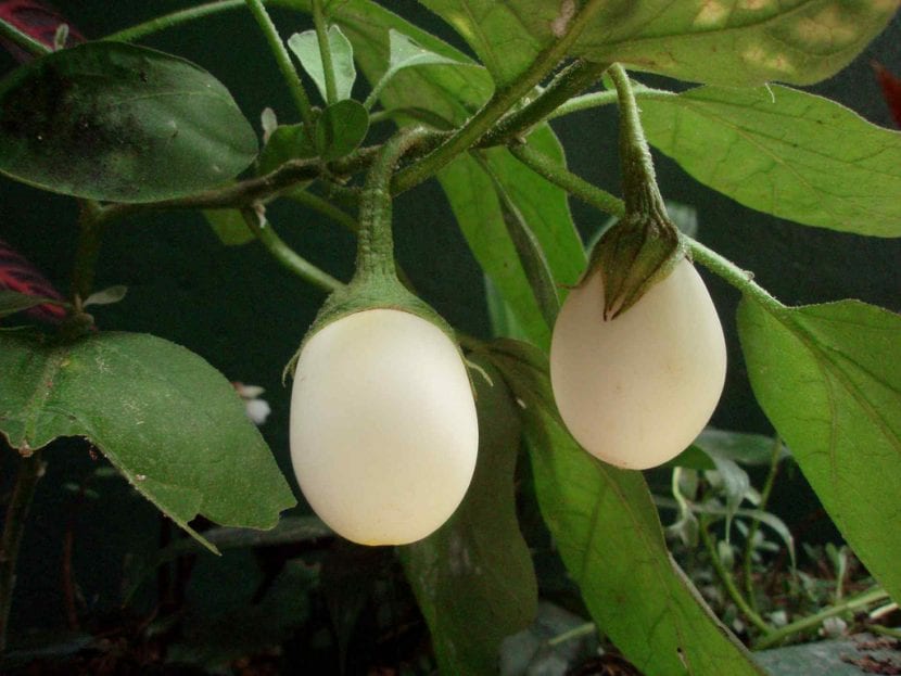 Berenjena blanca creciendo en la planta
