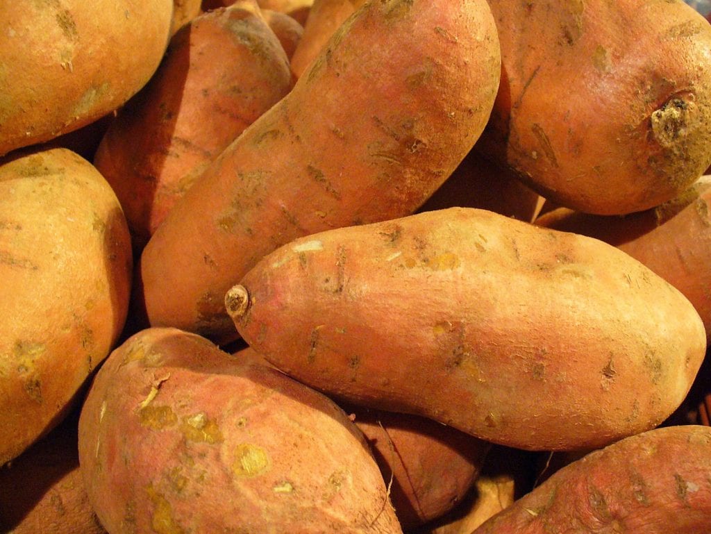 Cultivar boniato: plantación, cosecha y curado paso a paso