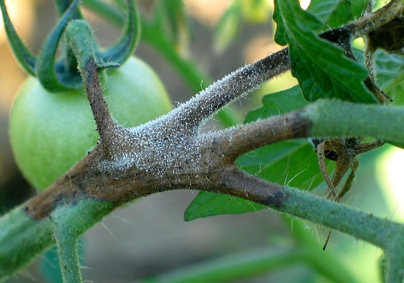 Botrytis en tomate: síntomas, ciclo y control del moho gris