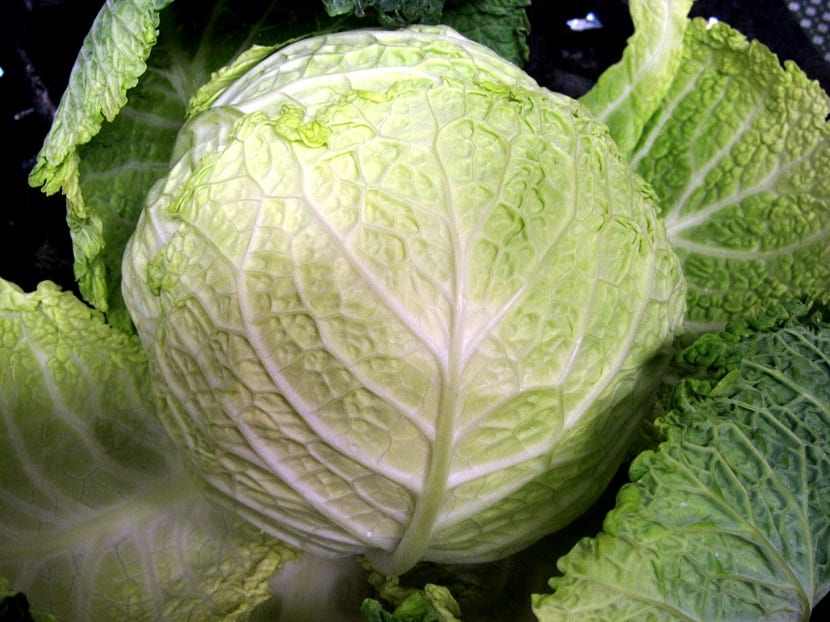 Col o repollo cultivada en el huerto
