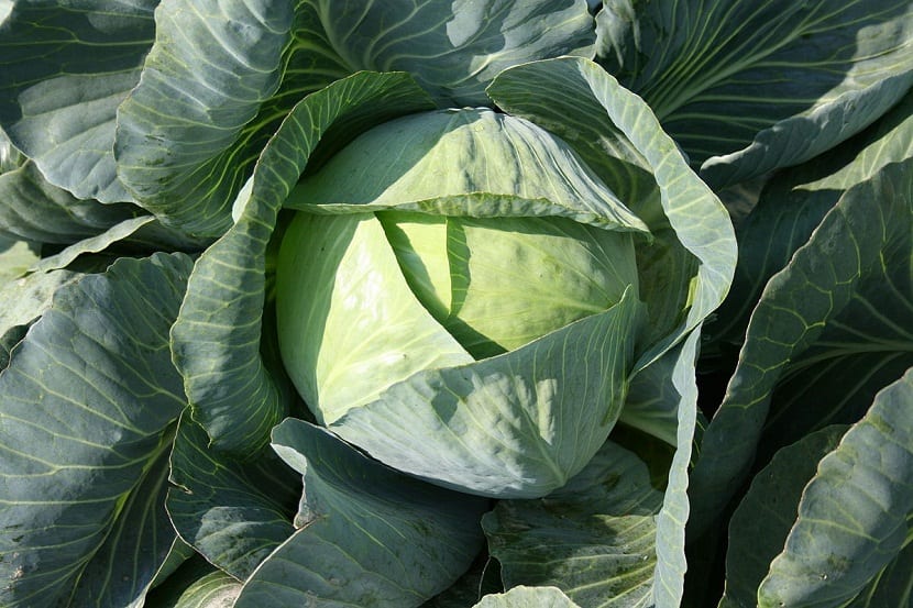 Brasicáceas: especies, cultivo y cuidados en el huerto