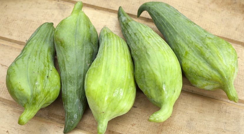 Caigua (Cyclanthera pedata): cultivo, usos y propiedades