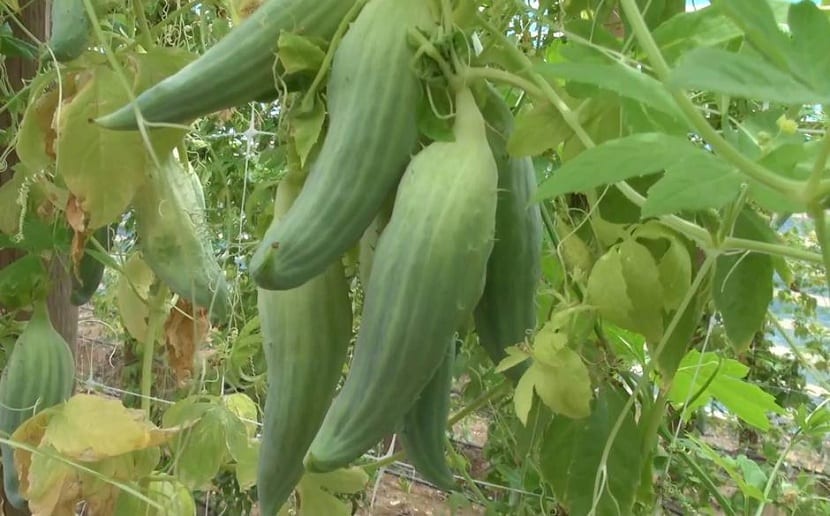 Cultivo de la caigua con frutos tiernos colgando de la guía