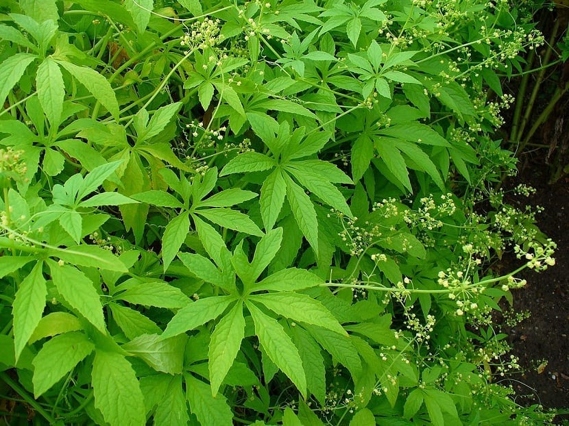 Planta de caigua trepando por un emparrado
