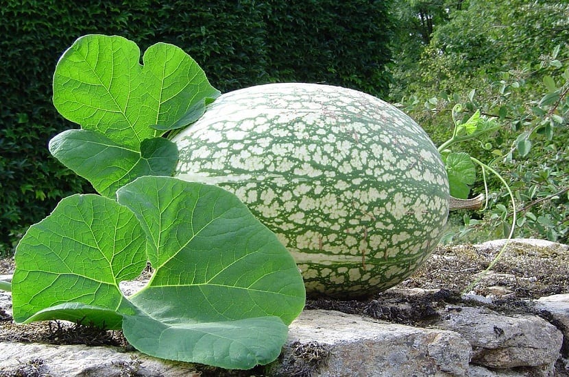 Calabaza cidra (Cucurbita ficifolia): cultivo y cabello de ángel
