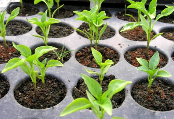 Pimientos cultivados en maceta