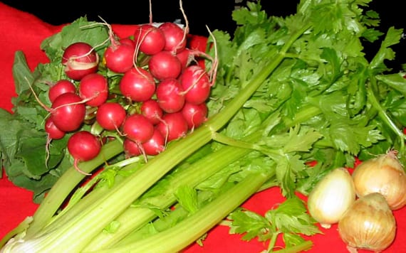 Mata de apio cultivada en maceta lista para cosechar en noviembre