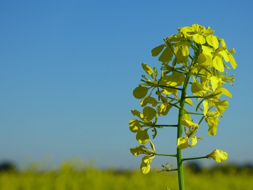 Mostaza: cultivo, cuidados y cosecha de la semilla