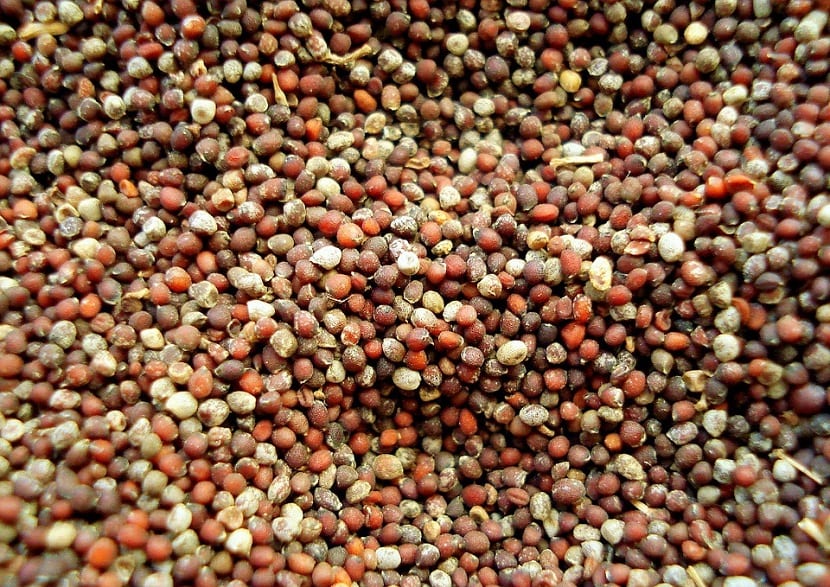 Semillas de mostaza secas listas para almacenar