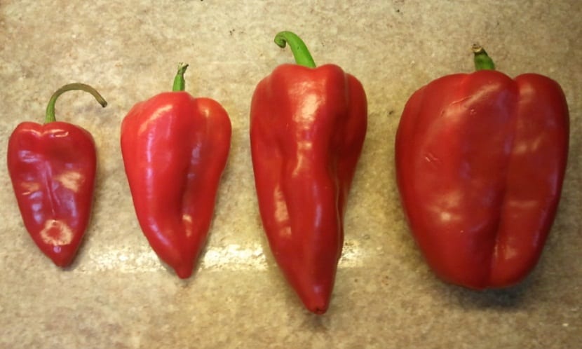 Pimiento najerano: cultivo, cuidados y recolección