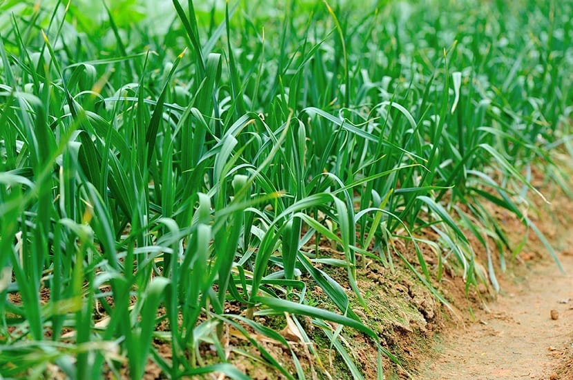 Bancal con cebolletas en cultivo alineadas en el huerto