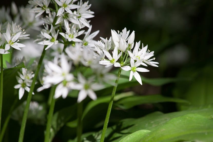 Hojas anchas y lanceoladas del Allium ursinum o ajo de oso en el sotobosque