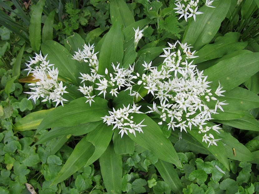 Allium ursinum o ajo de oso: cultivo, ciclo y recolección