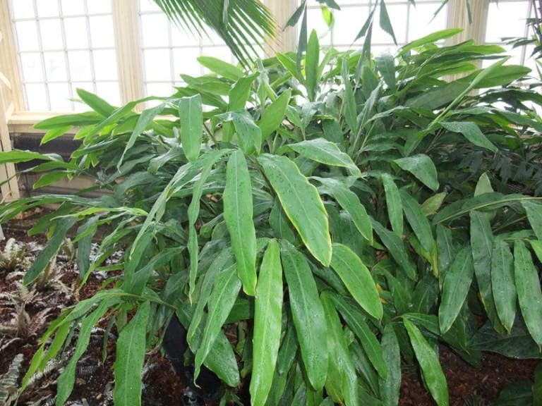 Planta de Elettaria cardamomum con sus hojas lanceoladas