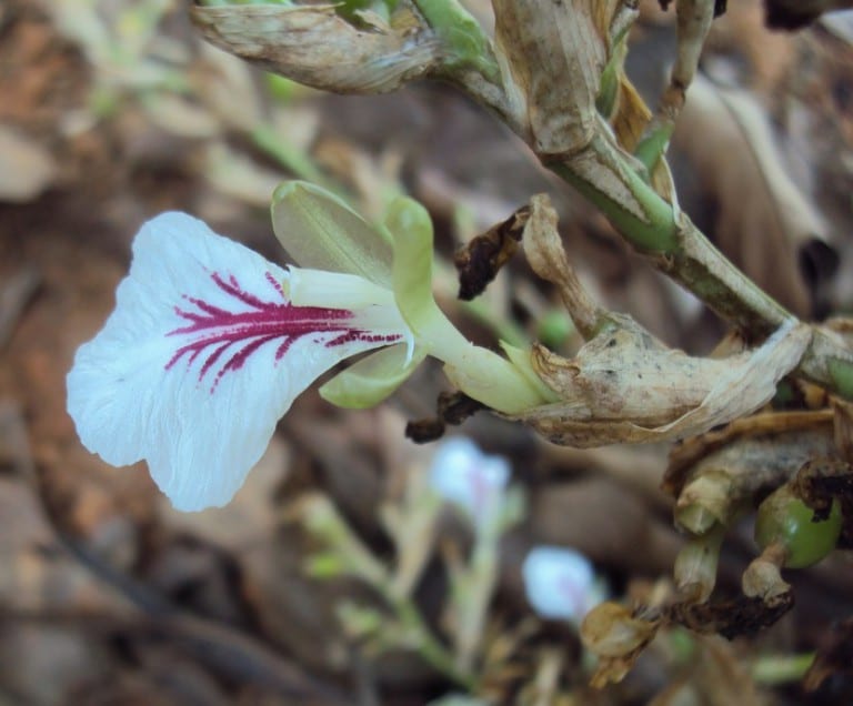 Flor de cardamomo con el labelo rayado