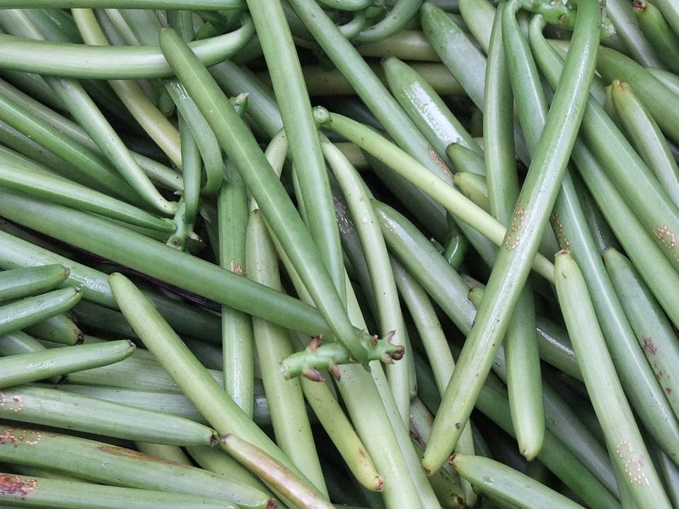 Carillas: siembra, riego, cosecha y conservación del grano