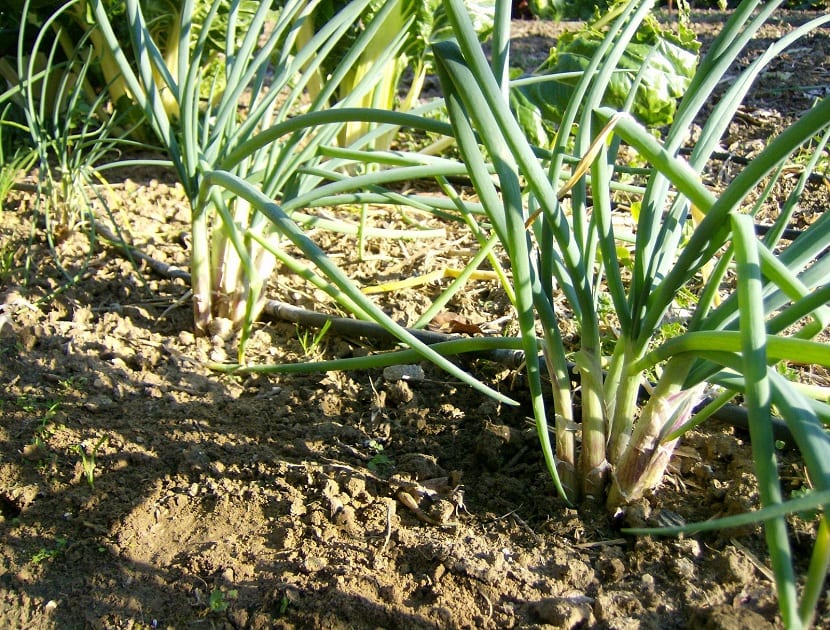Cultivo de cebolla de verdeo en bancal del huerto