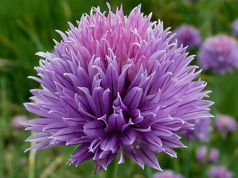 Flor globosa de color lila de Allium schoenoprasum