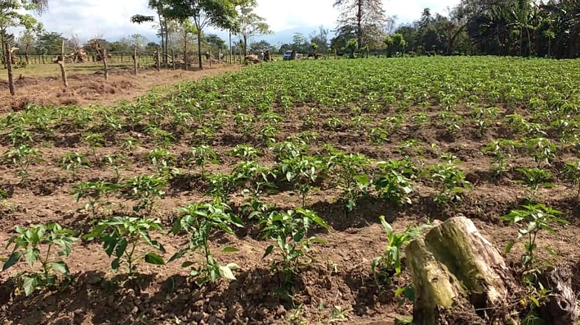 Cultivo de chile jalapeño en el huerto