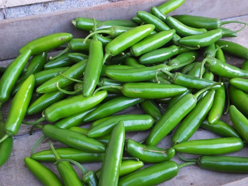 Chile serrano: características, cultivo, plagas y variedades