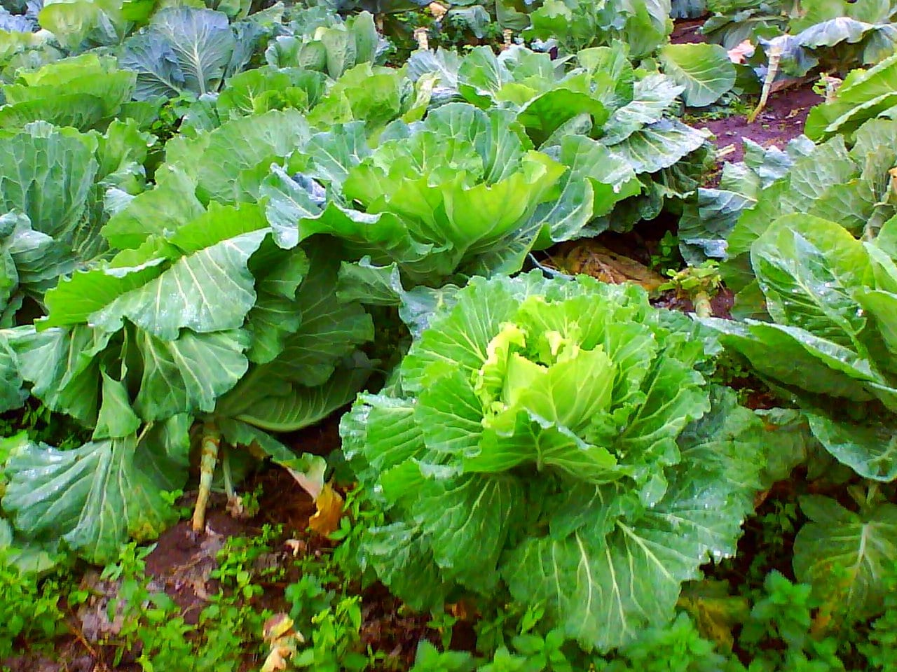 Col gallega: cultivo, cuidados y recolección de la berza