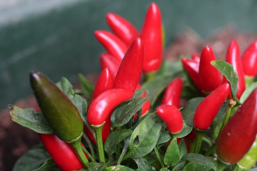 Cultivar chiles mexicanos en el huerto español