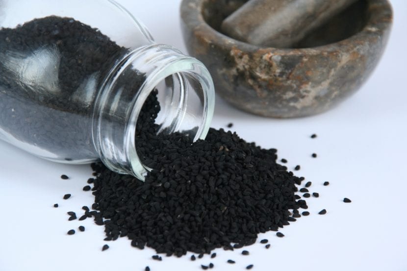 Planta de Nigella sativa o comino negro con sus cápsulas