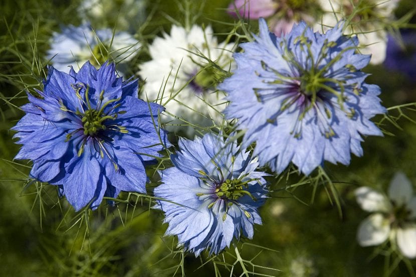 Flor de Nigella sativa, el comino negro
