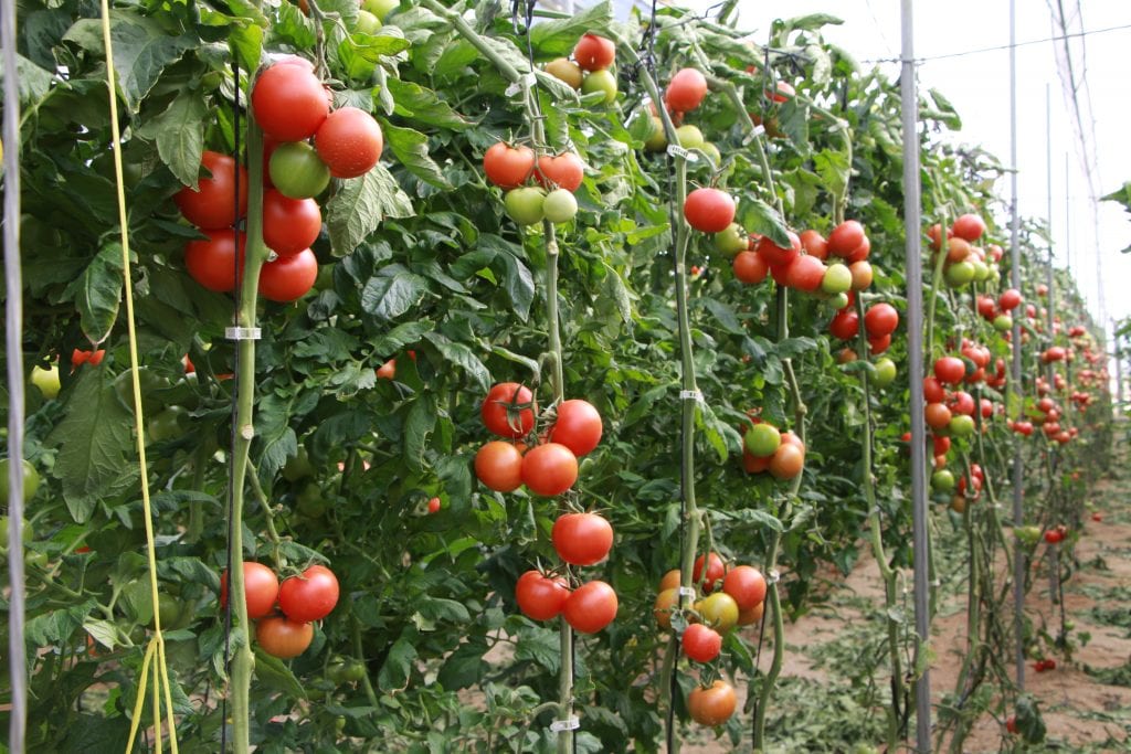 Cómo atar las tomateras paso a paso sin dañarlas