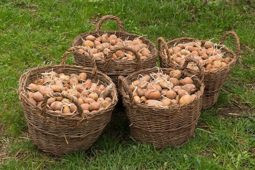 Patatas recién recolectadas del huerto