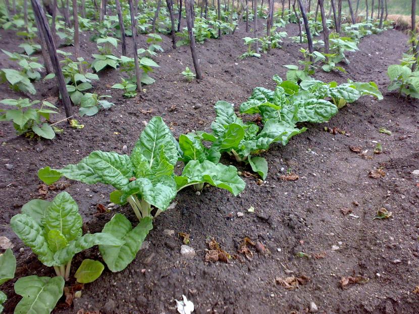Plantación de acelgas creciendo en el huerto