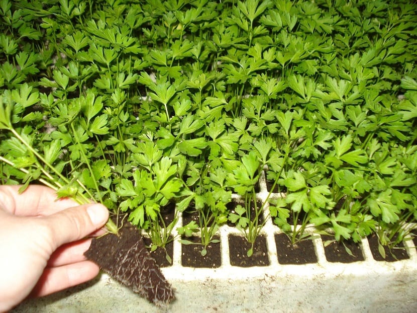 Cultivar apio: siembra, riego, blanqueo y cosecha paso a paso
