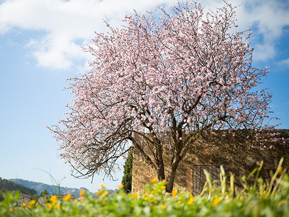 Cosecha tus propios frutos secos